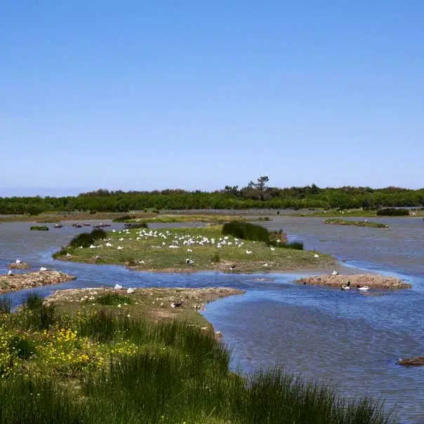 Agence de création de site Le Teich